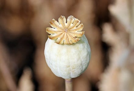 a poppy plant in a poppy field