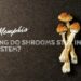 How Long Do Shrooms Stay in Your System?